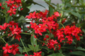 Jatropha integerrima Cuttings – 8 Fresh Peregrina / Spicy Jatropha Scion Wood for Propagation