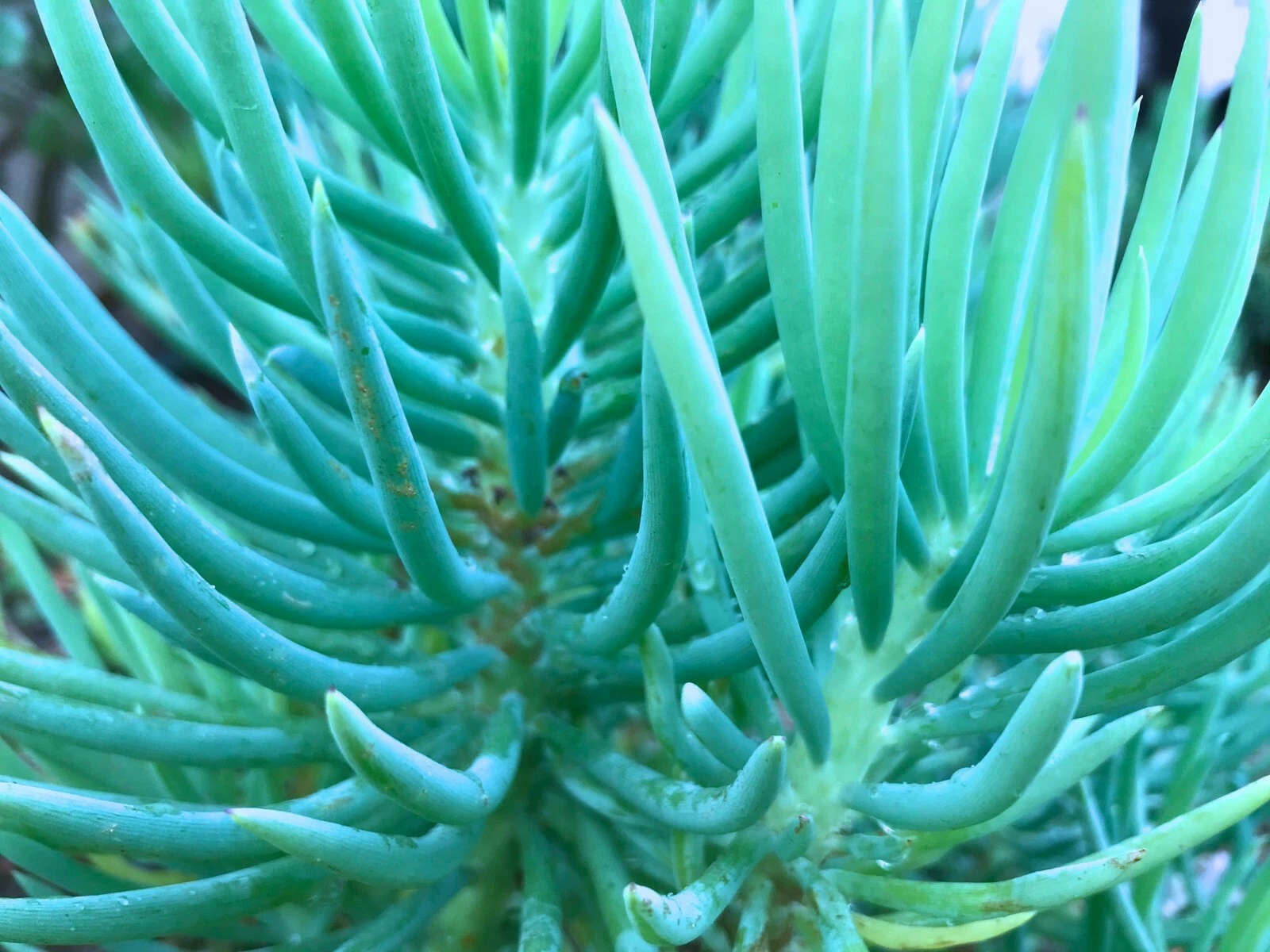Senecio Vitalis Blue Serpents – 3 Cuttings 6 Inches Each – Chalk Fingers Live Succulent Sticks
