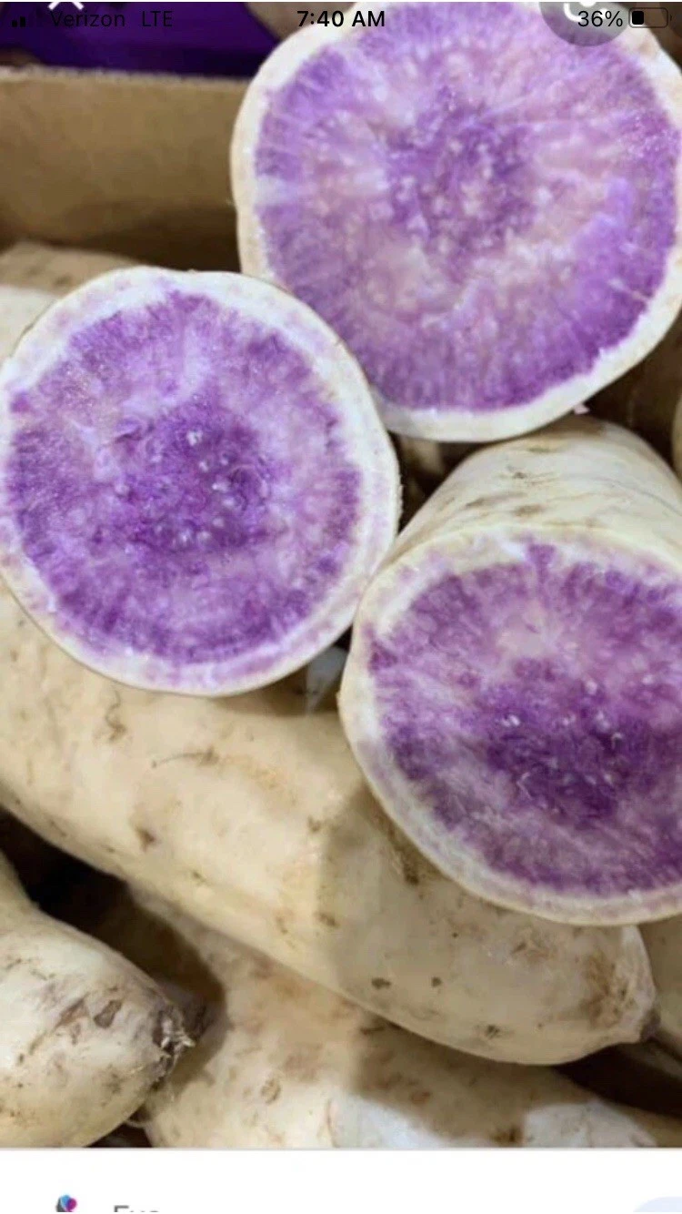 Okinawa Purple Sweet Potato Slips – 15 Organic Cuttings | Ipomoea batatas Starts | Ready for Planting Garden Vegetables