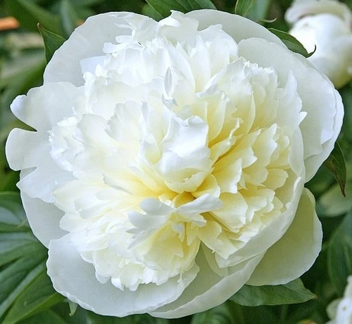 Peony ‘Duchesse de Nemours’ Bare Root – 1 Perennial Plant with 2–3 Eyes, Zones 3–9