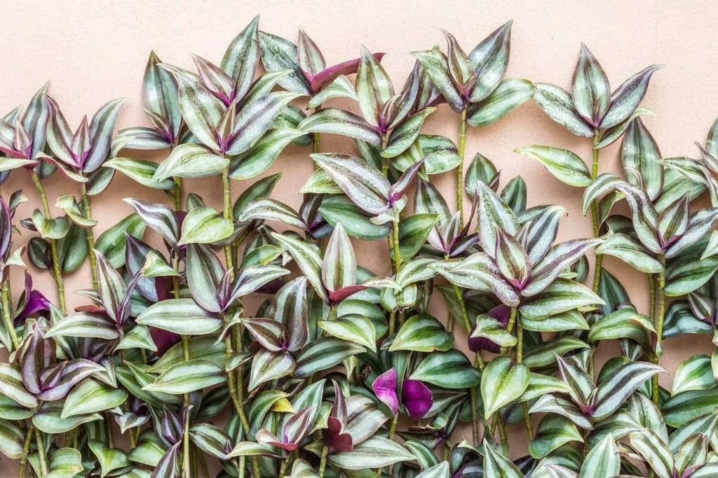 Tradescantia Zebrina Cuttings – 10 Wandering Jew Purple Cuttings – Live Trailing Plant Stems