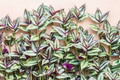 Tradescantia Zebrina Cuttings – 10 Wandering Jew Purple Cuttings – Live Trailing Plant Stems