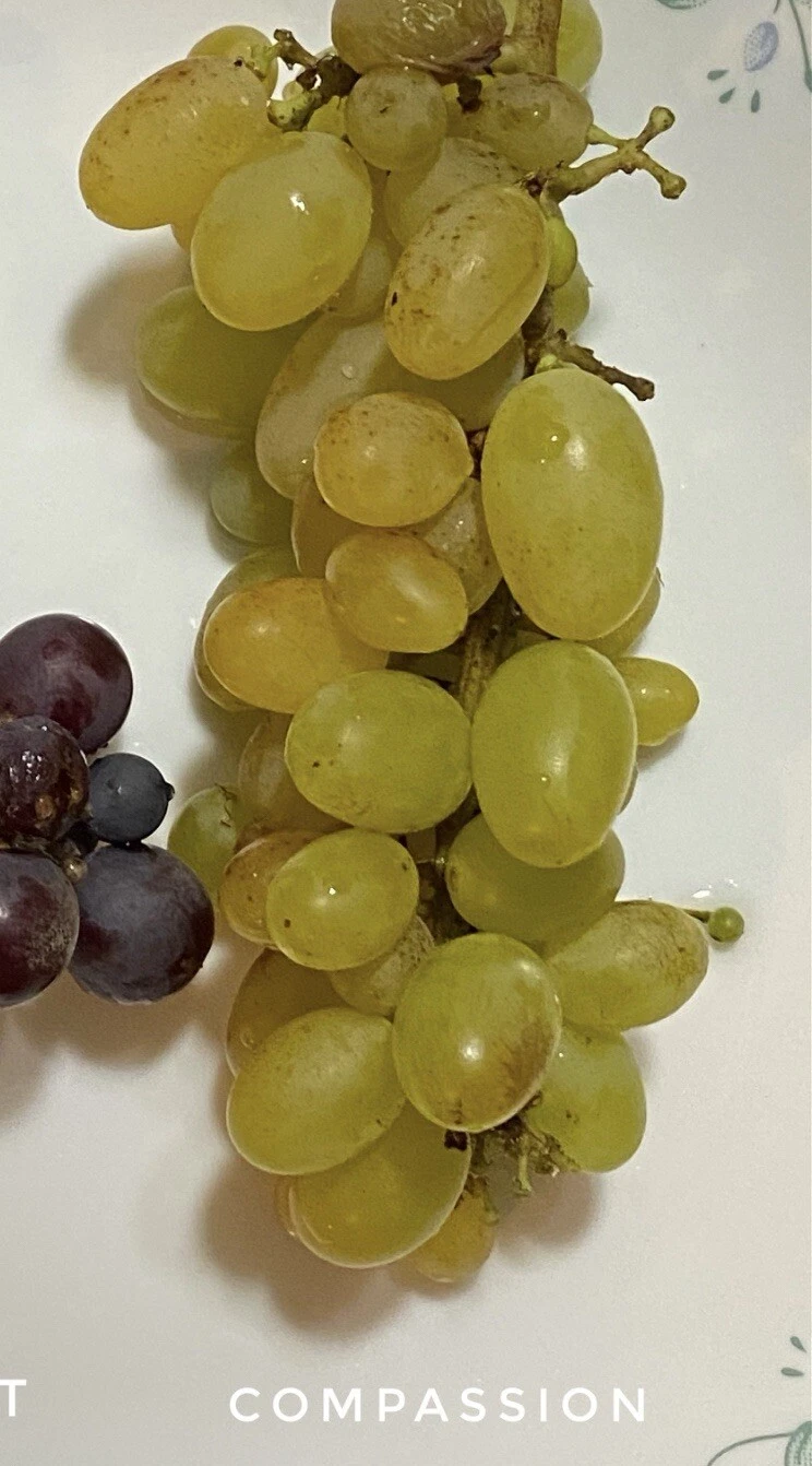 Compassion Grape Cuttings – 4 Healthy Unrooted Stems with 2–3 Nodes for Grafting or Rooting