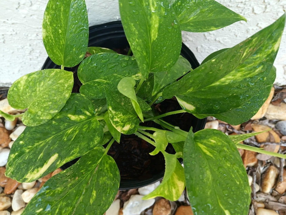 Golden Pothos Live Rooted Plant – Epipremnum Aureum Starter Vine for Indoor or Outdoor Growing