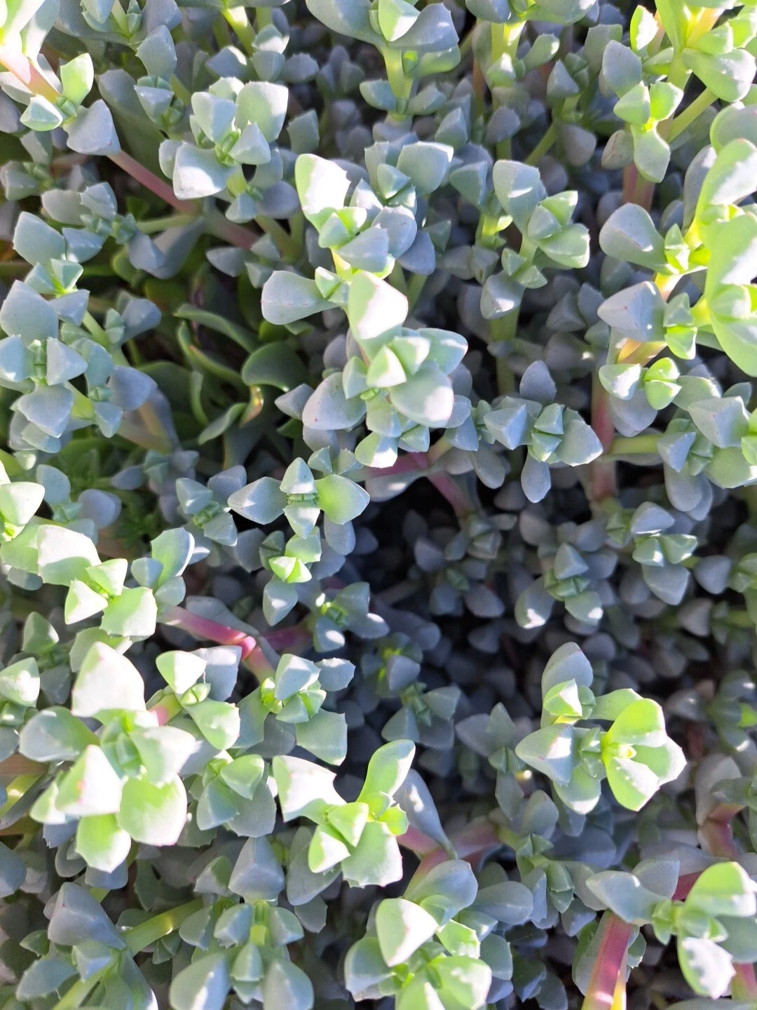 Oscularia Deltoides Ice Plant – Deltoid Dew Plant Succulent – 10 Fresh Cuttings for Propagation