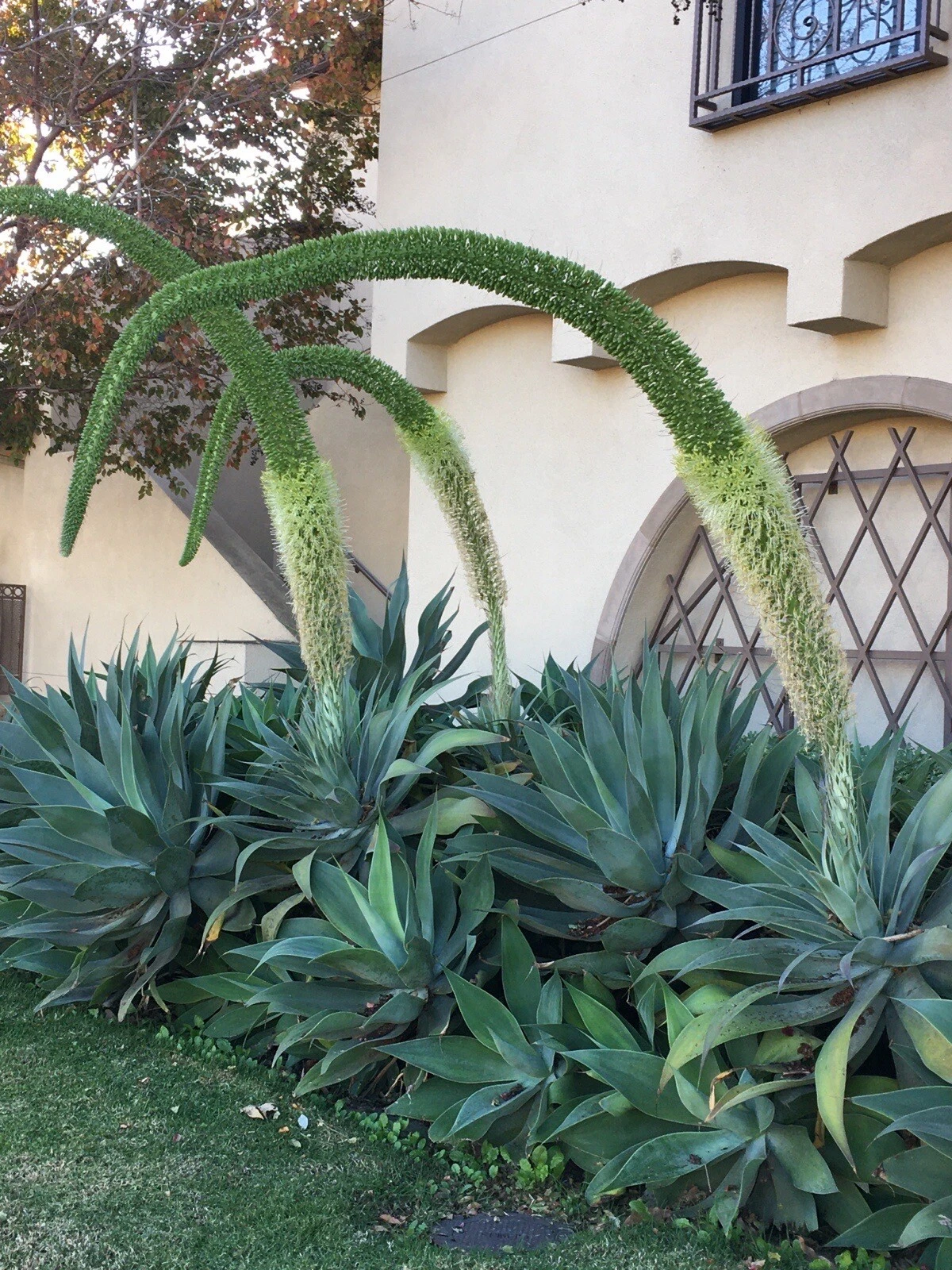 Agave Attenuata Foxtail Succulent Live Plant – 6–8 Inch Tropical Agave for Outdoor or Container Growing
