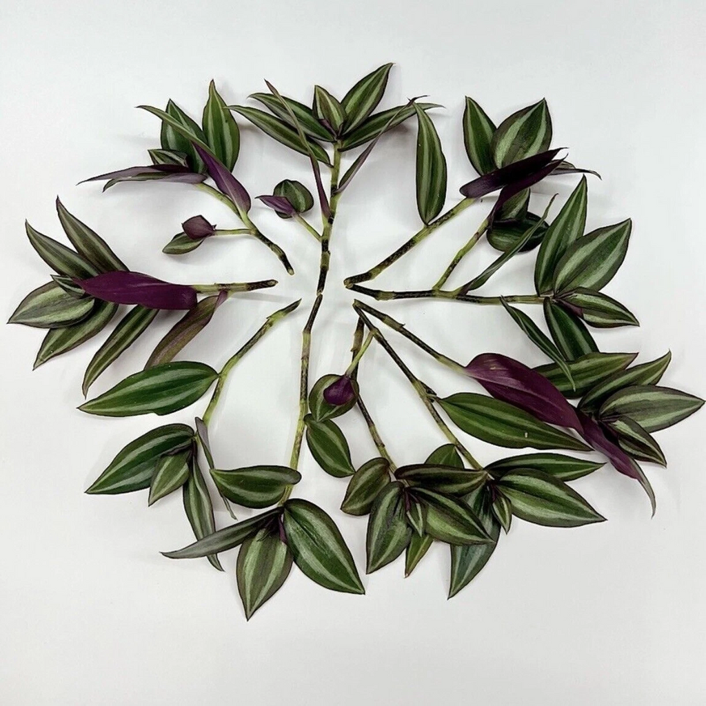 Tradescantia zebrina – 12 Unrooted Cuttings – Wandering Jew / Wandering Dude Purple Vine Starter for Indoor Pots or Hanging Planters
