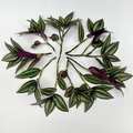 Tradescantia zebrina – 12 Unrooted Cuttings – Wandering Jew / Wandering Dude Purple Vine Starter for Indoor Pots or Hanging Planters