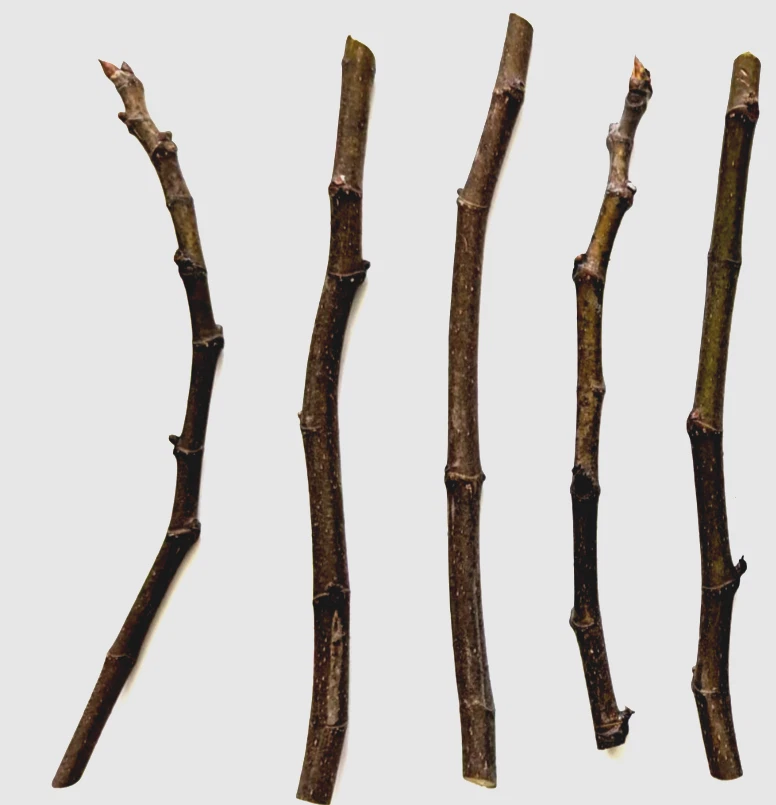 Chicago Hardy Fig Tree Cuttings – 5 Live Fig Cuttings 9–10 Inch with 5 Nodes Average, Ficus Carica