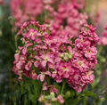 Antique Rose Live Plug Plant – 3–6 Inch Tall Rose for Outdoor Garden Planting, Pink Blooms