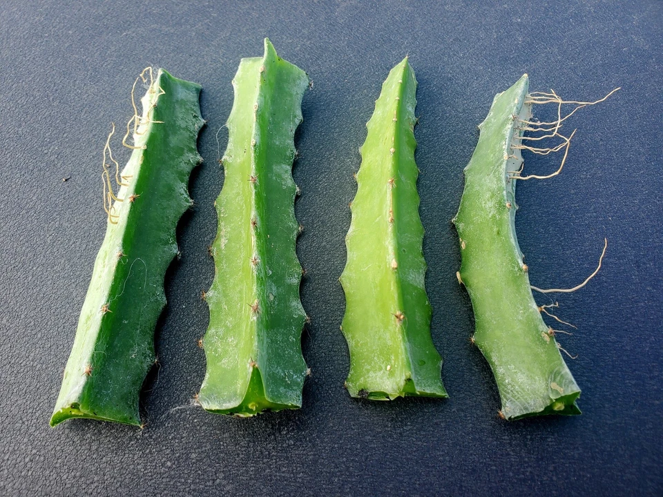Red Flesh Dragon Fruit Rooted Cuttings 2 PCS 6 Inch, Pitaya Dragonfruit Cactus Plants for Planting