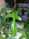 Philodendron ‘Glad Hands’ Cuttings – 5 Unrooted Aroid Cuttings – Tropical Houseplant Propagation Starter