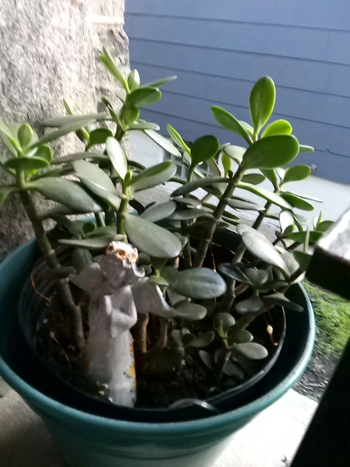 Green Jade Succulent Cutting for Planting – 4 Inch Unrooted Crassula Ovata Houseplant Starter