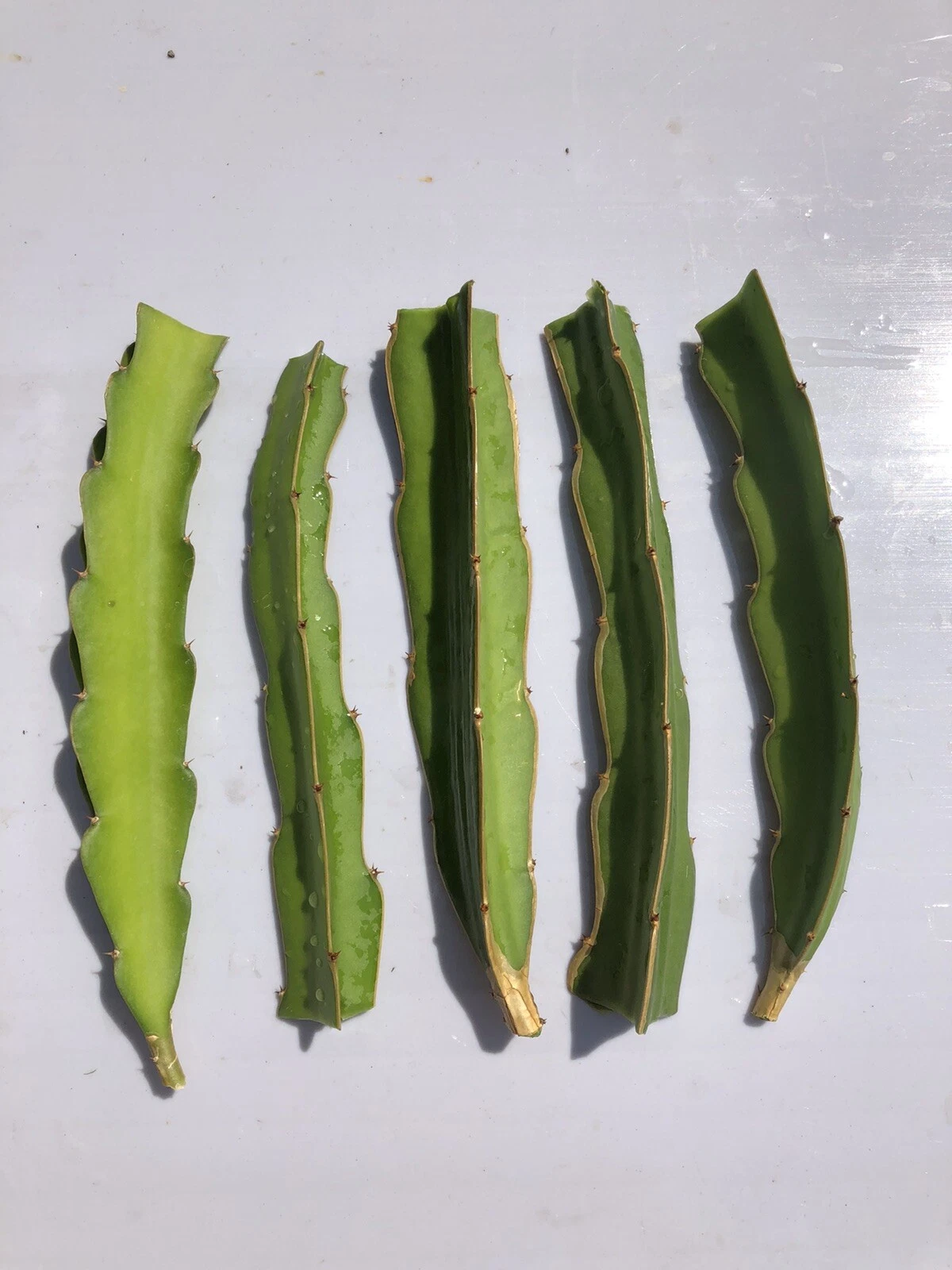 White Dragon Fruit Cuttings – 5 Fresh Unrooted Pieces – Pitaya Cactus Ready to Plant