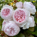 Earth Angel Rose Cuttings – 3 Fresh Unrooted Floribunda Stems, 6" Long, Fragrant Pink Rose Variety for Garden Propagation