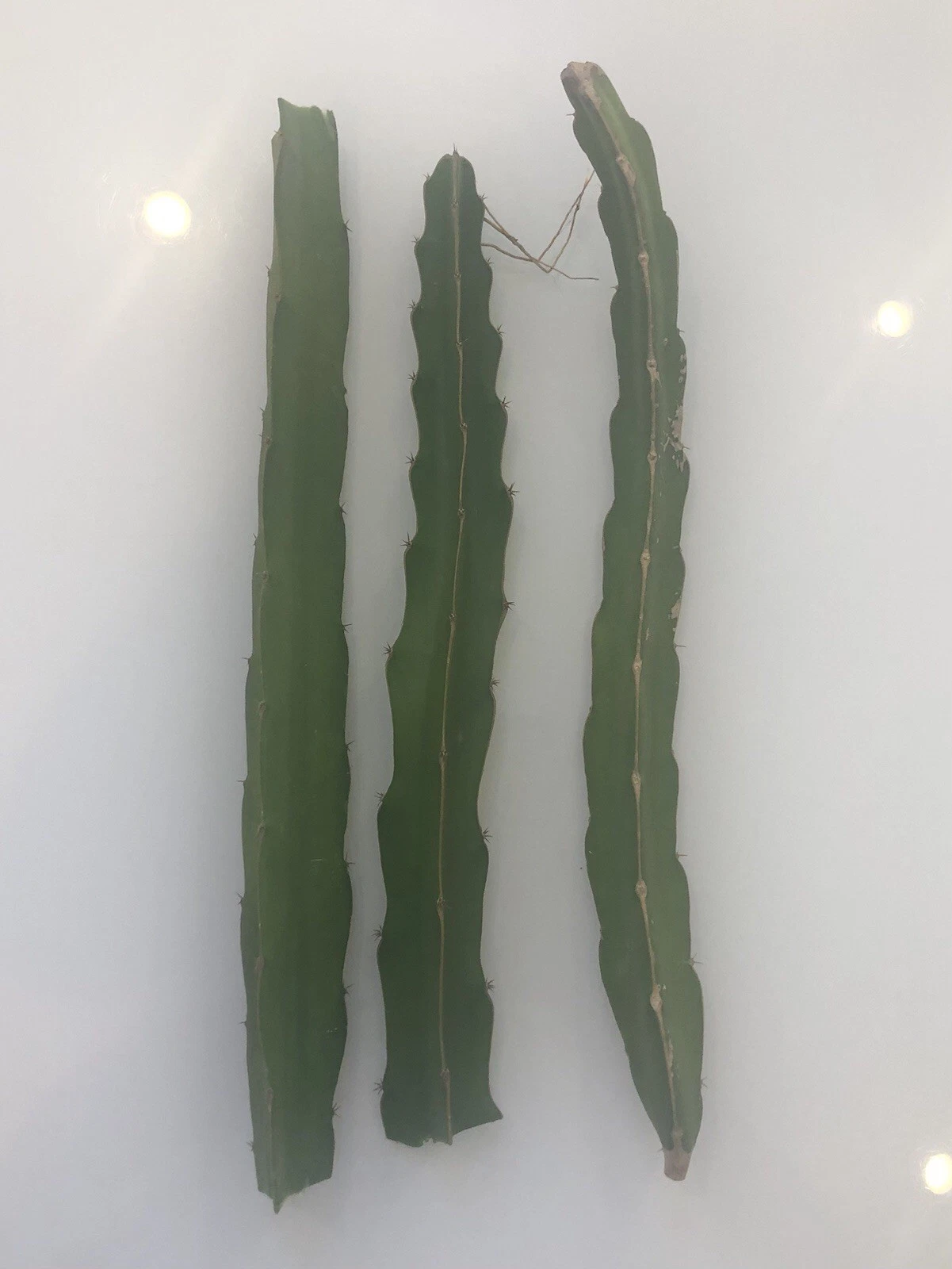 Dragon Fruit Cuttings – 3 Live Pitaya Cuttings 8+ Inches Long, Assorted Hylocereus Varieties for Planting