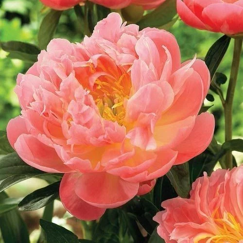 Peony ‘Pink Hawaiian Coral’ Root for Planting – 1 Bare Root with 2–3 Eyes, Perennial Flower (Zones 3–9)
