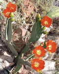 Opuntia Orange Julius Spineless Cactus Pad – Large Live Pad, Orange Flowering Prickly Pear Variety for Garden or Container Growing