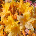 Golden Lights Azalea Plant – Rhododendron Hybrid, Well-Rooted Starter Shrub, Cold-Hardy Variety (May Be Dormant)