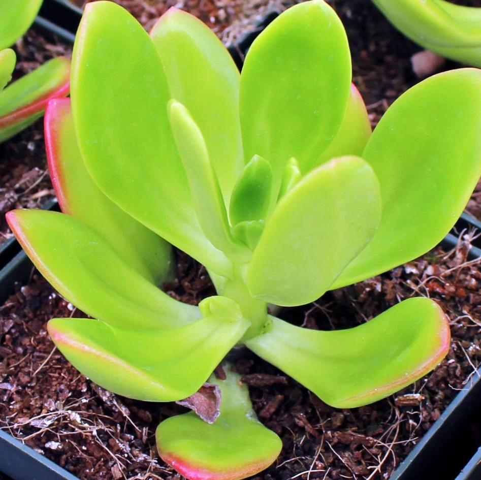 Sedum praealtum Succulent Live Plant – 2 Inch Potted Green Apple Sedum for Indoor Outdoor Growing