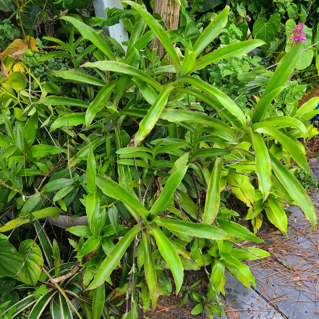 Callisia Fragrans Basket Plant – 2 Large Rooted Inch Plants with Trailing Chain Growth