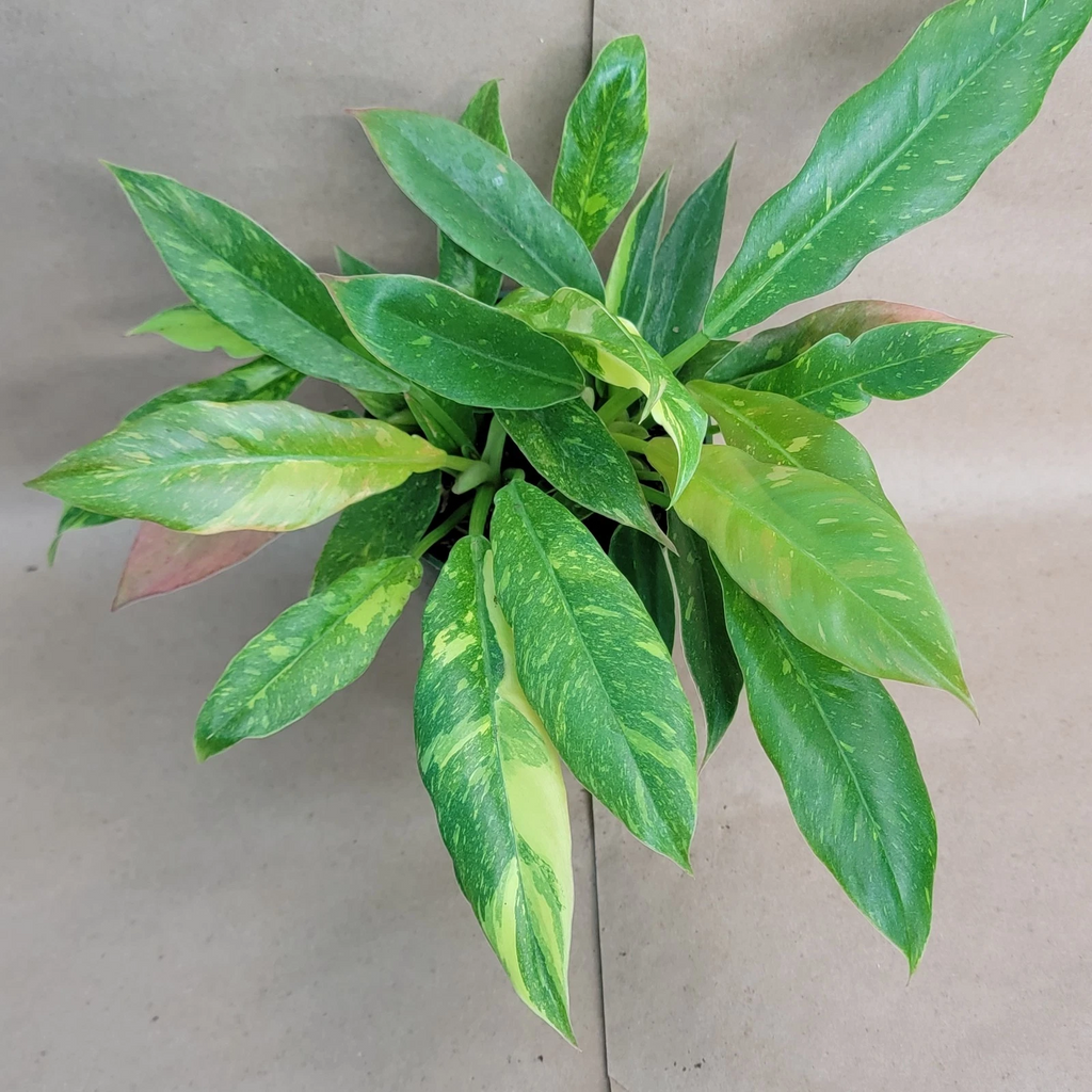 Philodendron Ring of Fire Variegated Live Plant – Tropical Aroid with Colorful Foliage, 6 Inch Potted Plant