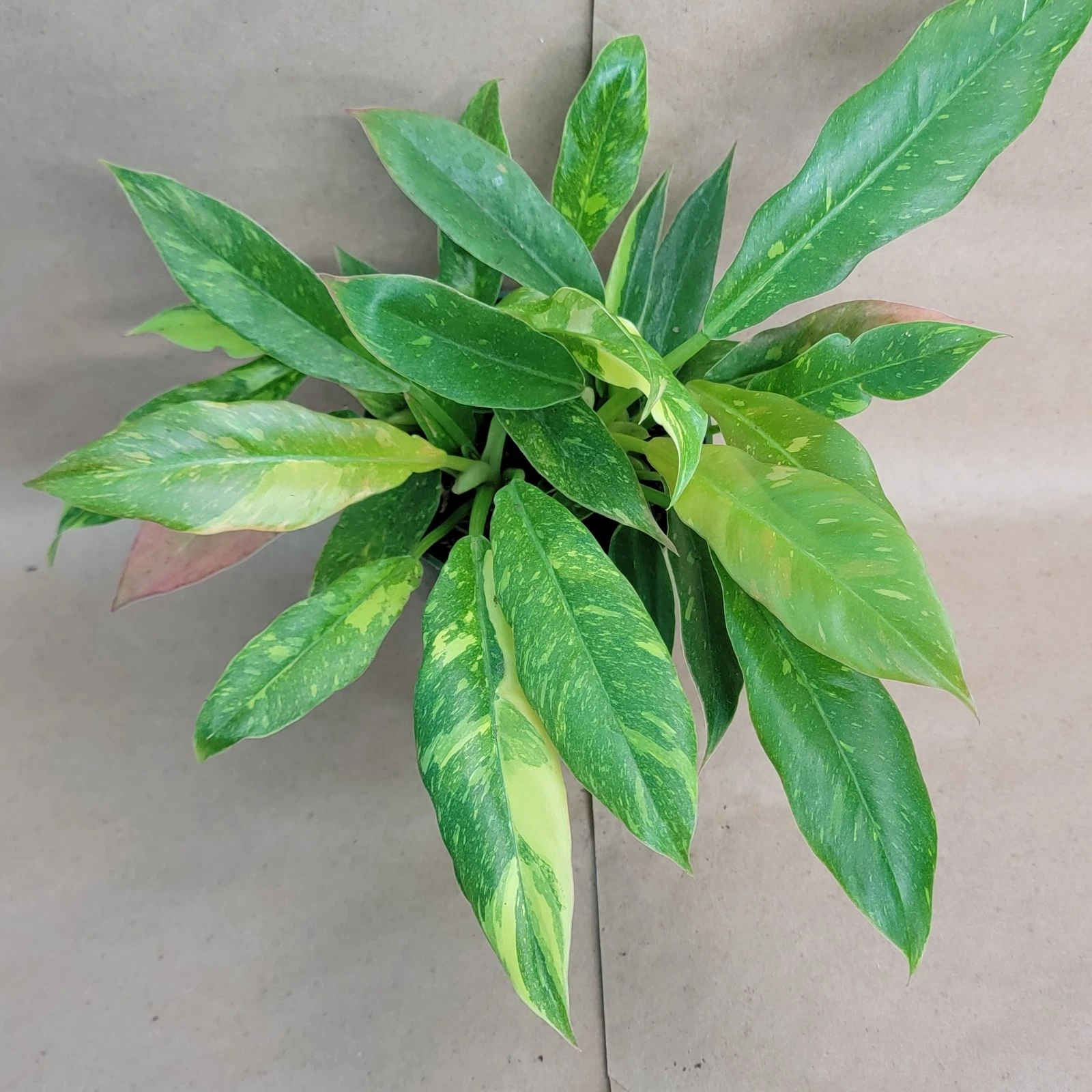 Philodendron Ring of Fire Variegated Live Plant – Tropical Aroid with Colorful Foliage, 6 Inch Potted Plant