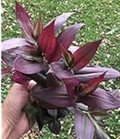 Tradescantia Red Gem Cuttings – 7 Fresh Unrooted Wandering Jew Plants, Red Purple Foliage Houseplant