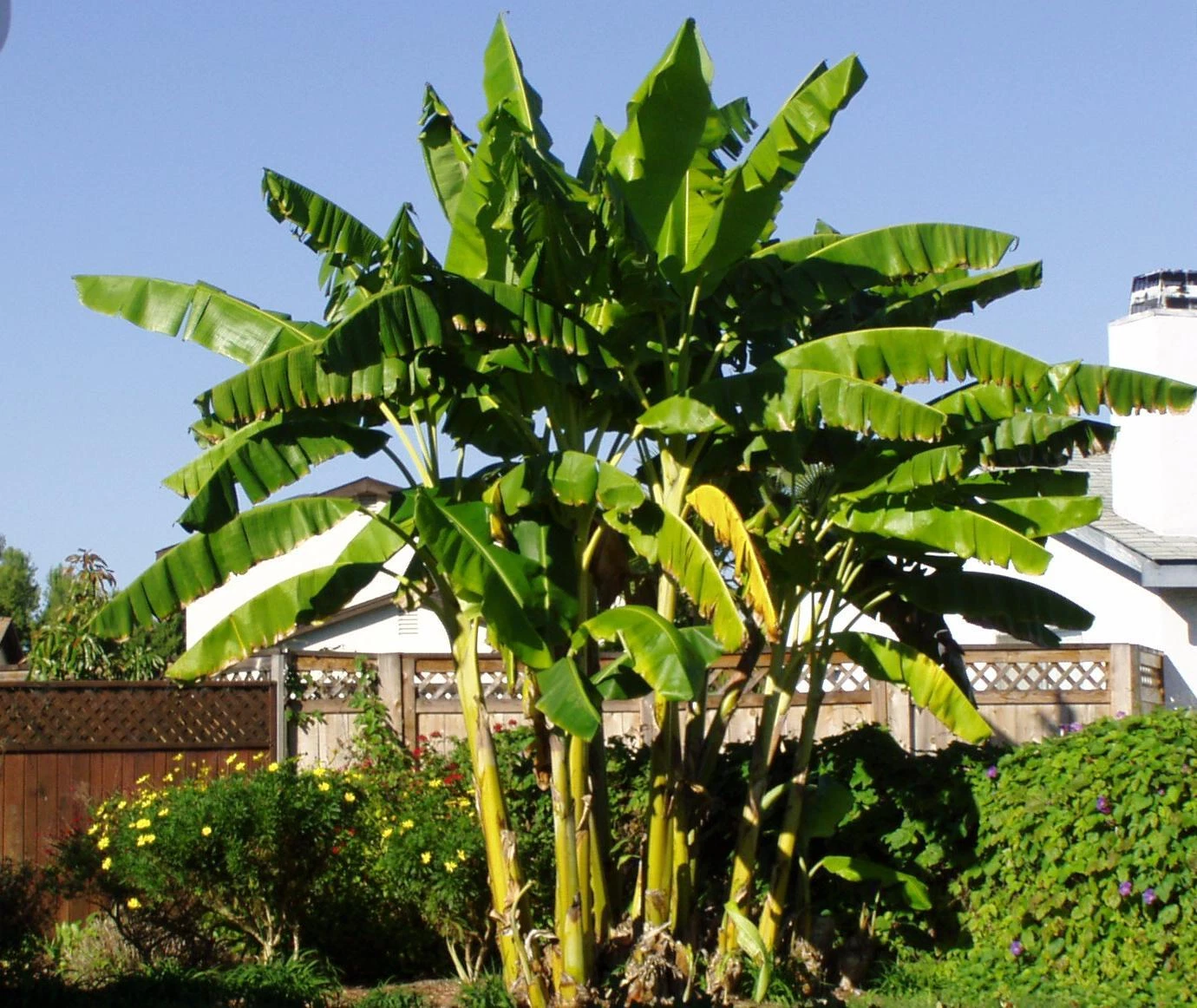 Musa Basjoo Banana Tree – Cold Hardy Banana Plant – Small Rooted Starter Plant for Outdoor Growing