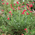 Rock Penstemon Live Plant – Penstemon baccharifolius, 1 Gallon Fully Rooted Perennial Shrub for Outdoor Planting