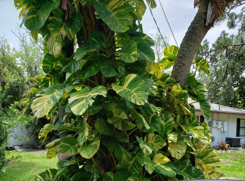 Variegated Golden Pothos Cutting – Hawaiian Epipremnum aureum 3 Node Unrooted Climbing Houseplant