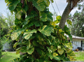 Variegated Golden Pothos Cutting – Hawaiian Epipremnum aureum 3 Node Unrooted Climbing Houseplant