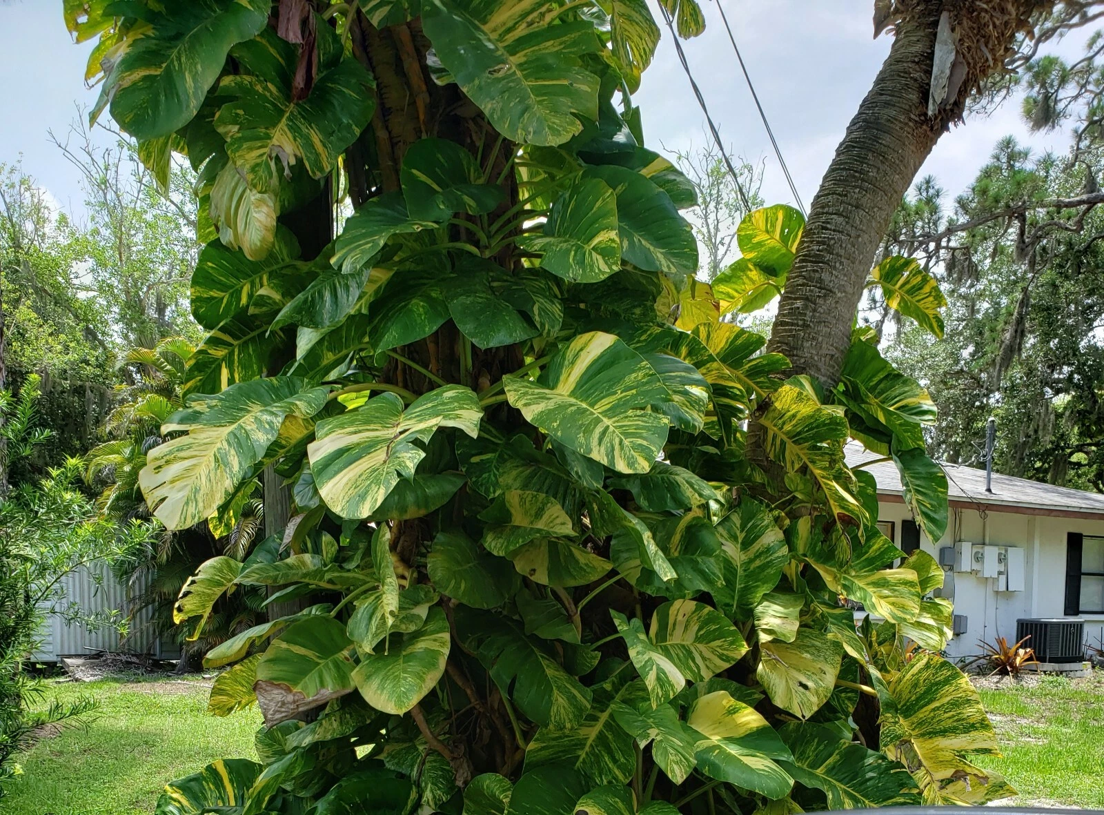 Variegated Golden Pothos Cutting – Hawaiian Epipremnum aureum 3 Node Unrooted Climbing Houseplant