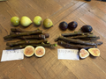 Fig Tree Cuttings – 3 LSU Purple and 3 Alma Fig Cuttings – 6 Fresh Ficus Carica Cuttings for Planting