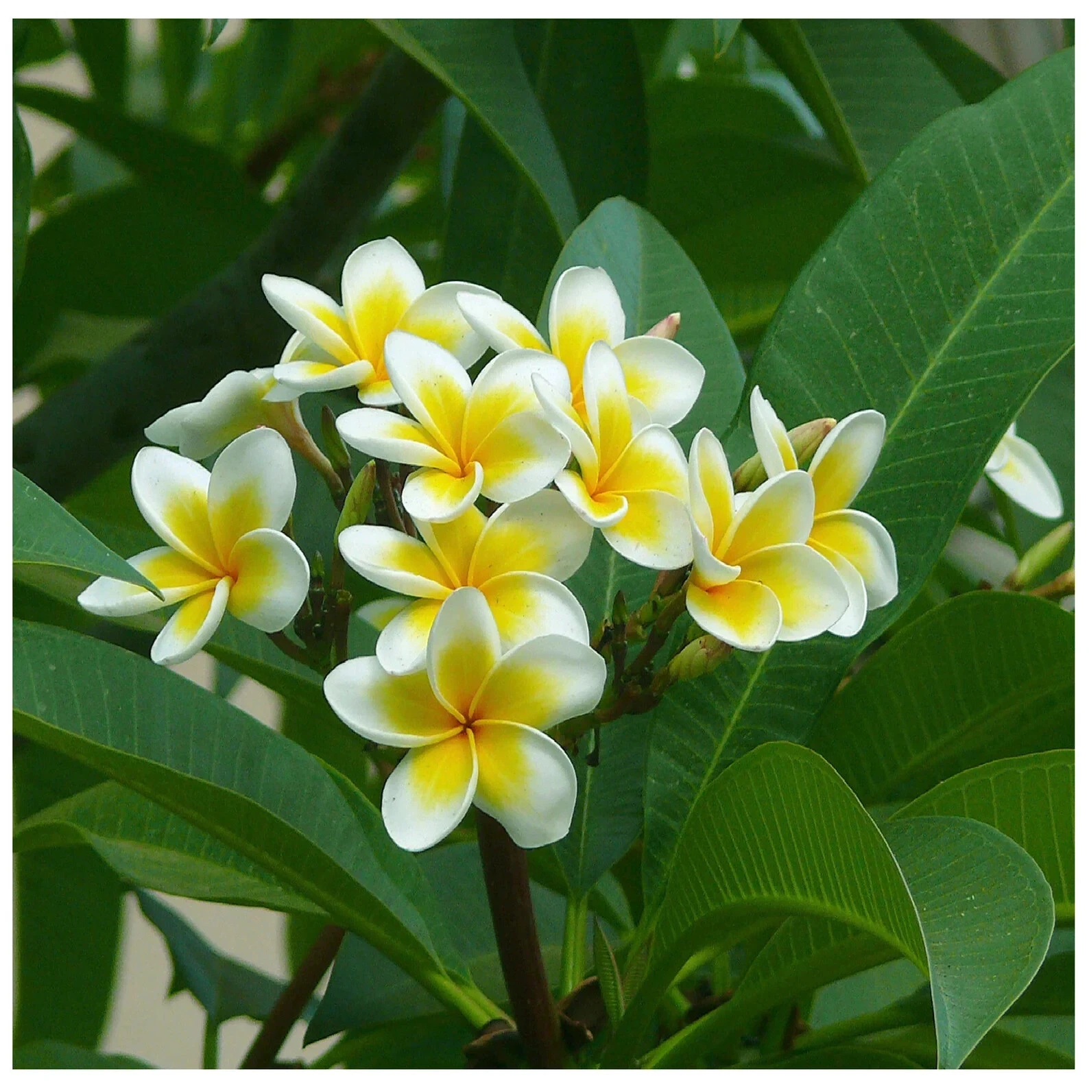 Moililli Gold Plumeria Cutting – Live Unrooted Plumeria Frangipani Cutting, 12 Inch Yellow White Flower Plant
