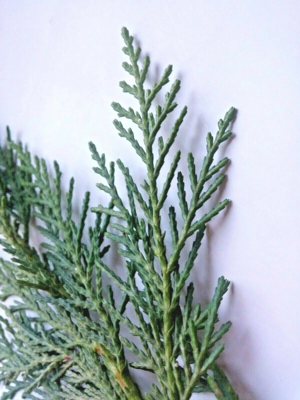 Leyland Cypress Cuttings – 75 Fresh Unrooted Cuttings for Rooting, Fast Growing Privacy Hedge Starter Plants