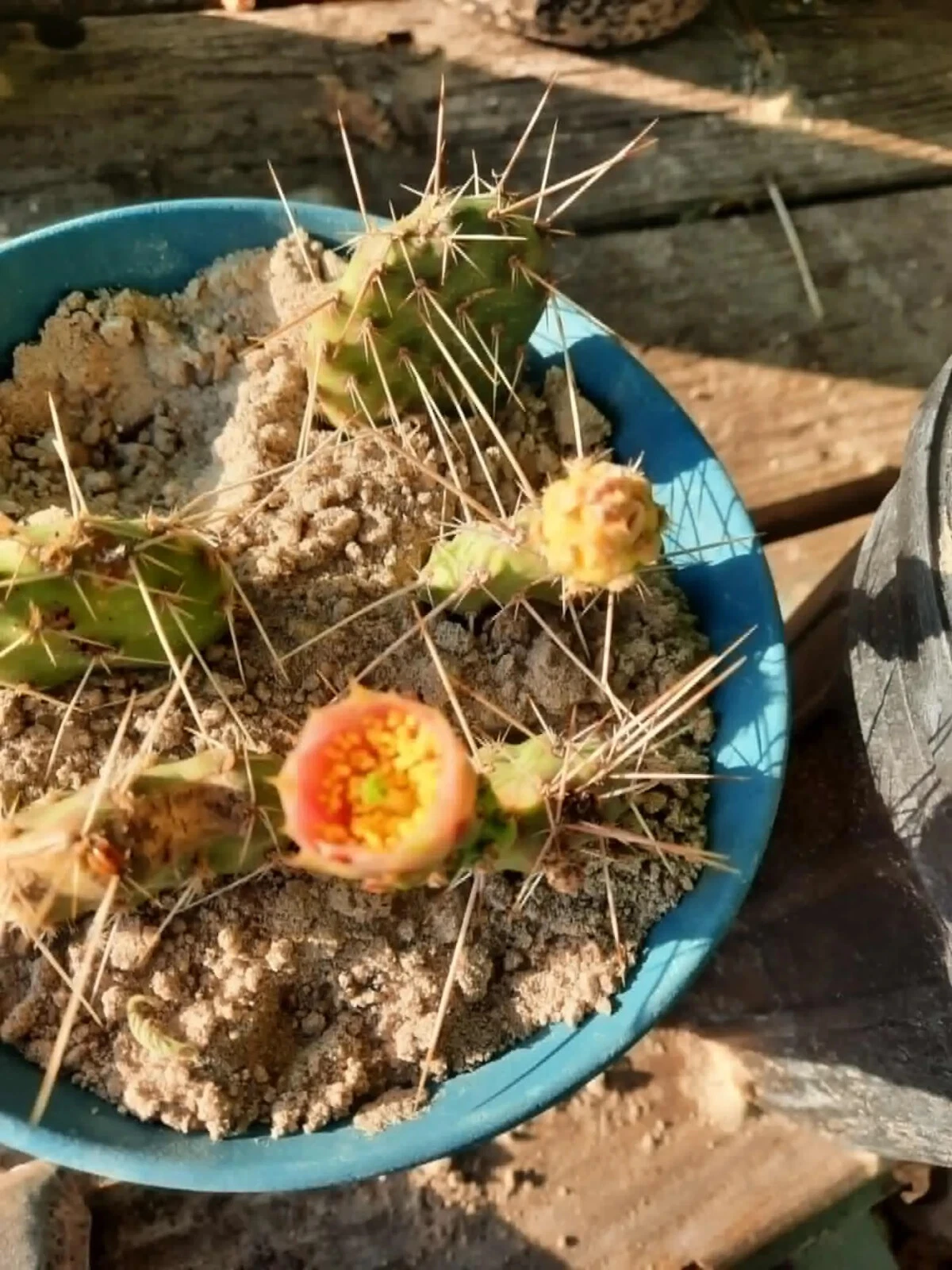 Opuntia macrorhiza × polyacantha Live Cactus Plant – Hardy Prickly Pear Hybrid, Cold Tolerant, Drought Resistant, Outdoor Desert Garden