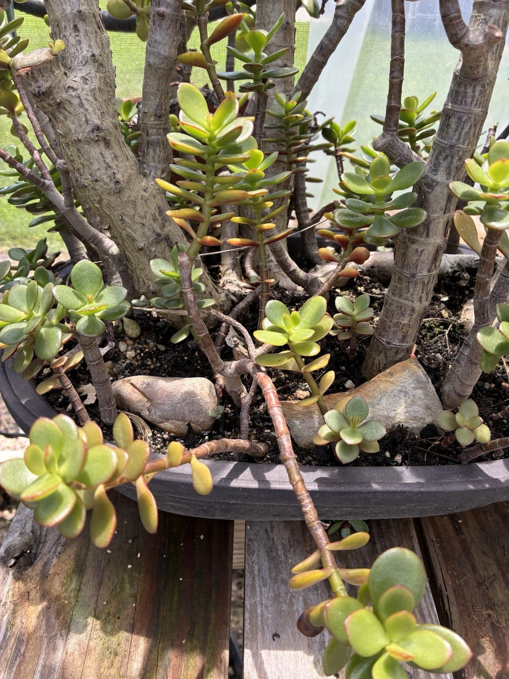 Crassula ovata Jade Plant Cuttings for Planting – Small Leaf & Big Leaf Jade, 4–6 Inch Unrooted Succulent Set