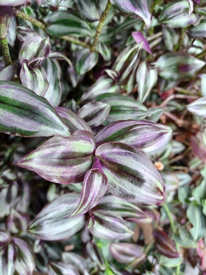 Tradescantia Zebrina ‘Violet Hill’ Cuttings – Colorful Purple Houseplant Cuttings – Fresh Unrooted Stems