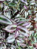 Tradescantia Zebrina ‘Violet Hill’ Cuttings – Colorful Purple Houseplant Cuttings – Fresh Unrooted Stems