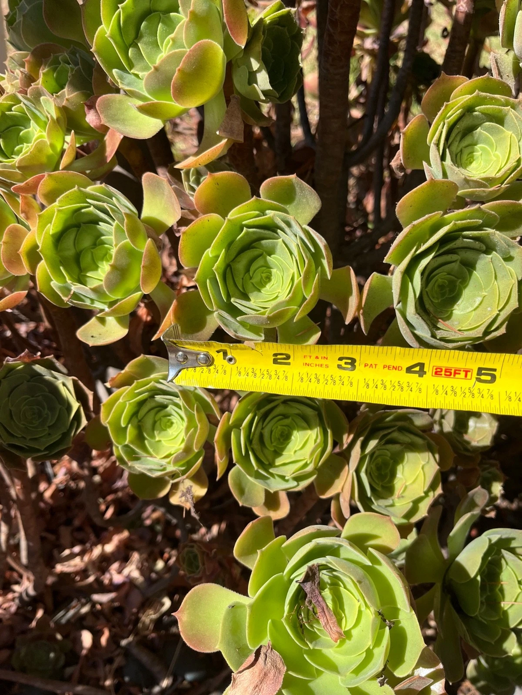Fresh Cut Succulent Plants – 4 Live Cuttings for Rooting – Mixed Varieties Starter Set