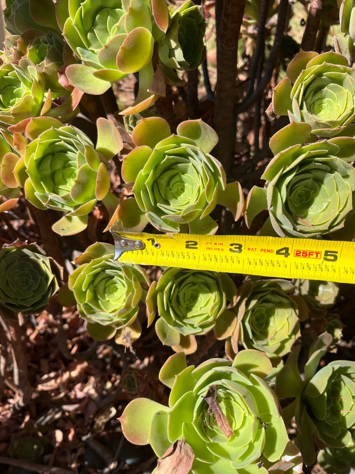 Fresh Cut Succulent Plants – 4 Live Cuttings for Rooting – Mixed Varieties Starter Set