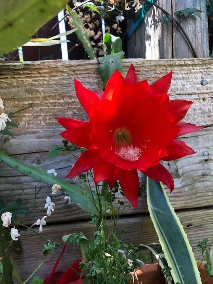 Red Epiphyllum ackermannii Orchid Cactus Cuttings for Planting – 3 Unrooted Stems 5–8 Inches