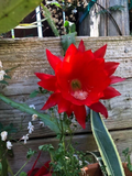 Red Epiphyllum ackermannii Orchid Cactus Cuttings for Planting – 3 Unrooted Stems 5–8 Inches