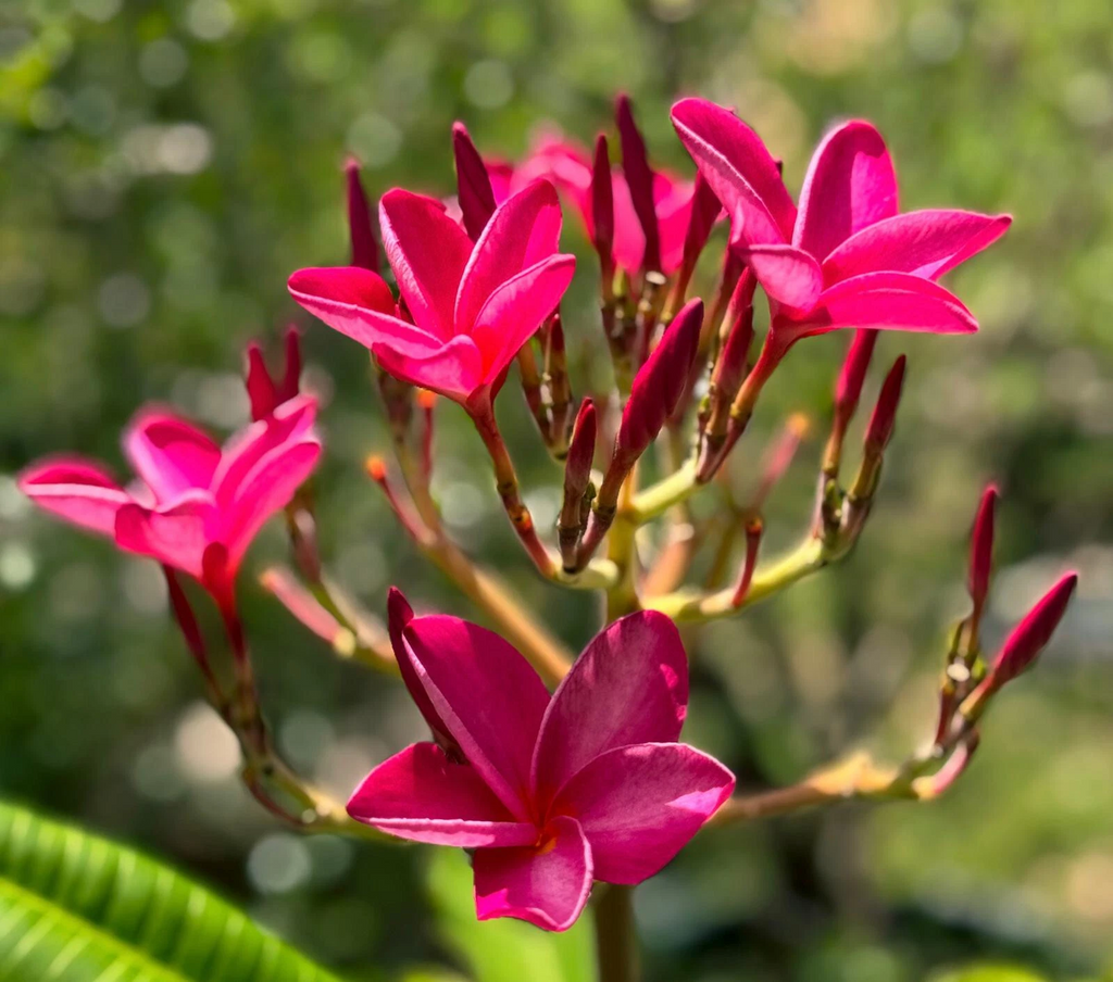 Pink Plumeria Frangipani Cutting for Planting – 6–8 Inch Unrooted Tropical Flowering Tree Stem