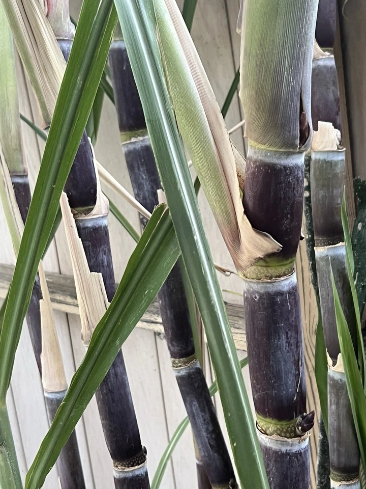Sugarcane Rooted Cuttings for Planting – 3 Dark Green Saccharum officinarum Starter Plants Ready to Grow