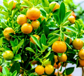 Calamondin Orange Tree – Live Calamansi Plant Ready to Fruit, Citrus Microcarpa for Patio or Garden