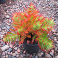 Crassula Capitella ‘Campfire’ Succulent Cuttings – 3 Unrooted Red Green Succulent Cuttings – Easy Care Plant