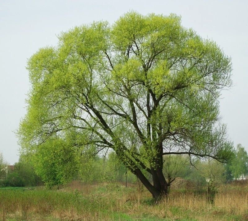 Black Willow Tree Cuttings – 5 Fresh Salix nigra Cuttings for Propagation, Fast-Growing Native Tree Starter