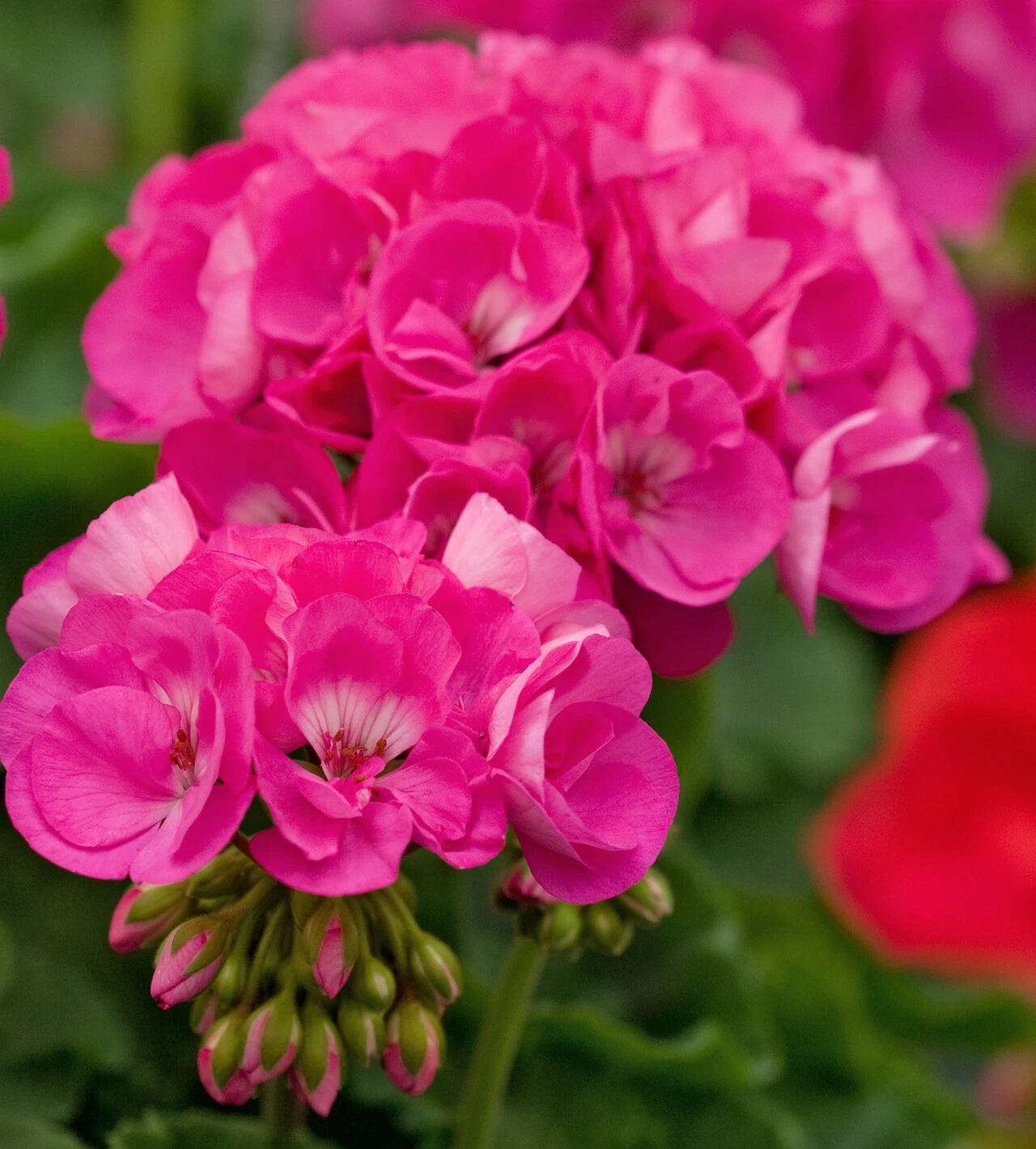 Double Pink Geranium Cuttings for Planting – 4 Fresh Pelargonium Unrooted Stems, Large 5 Inch Blooms